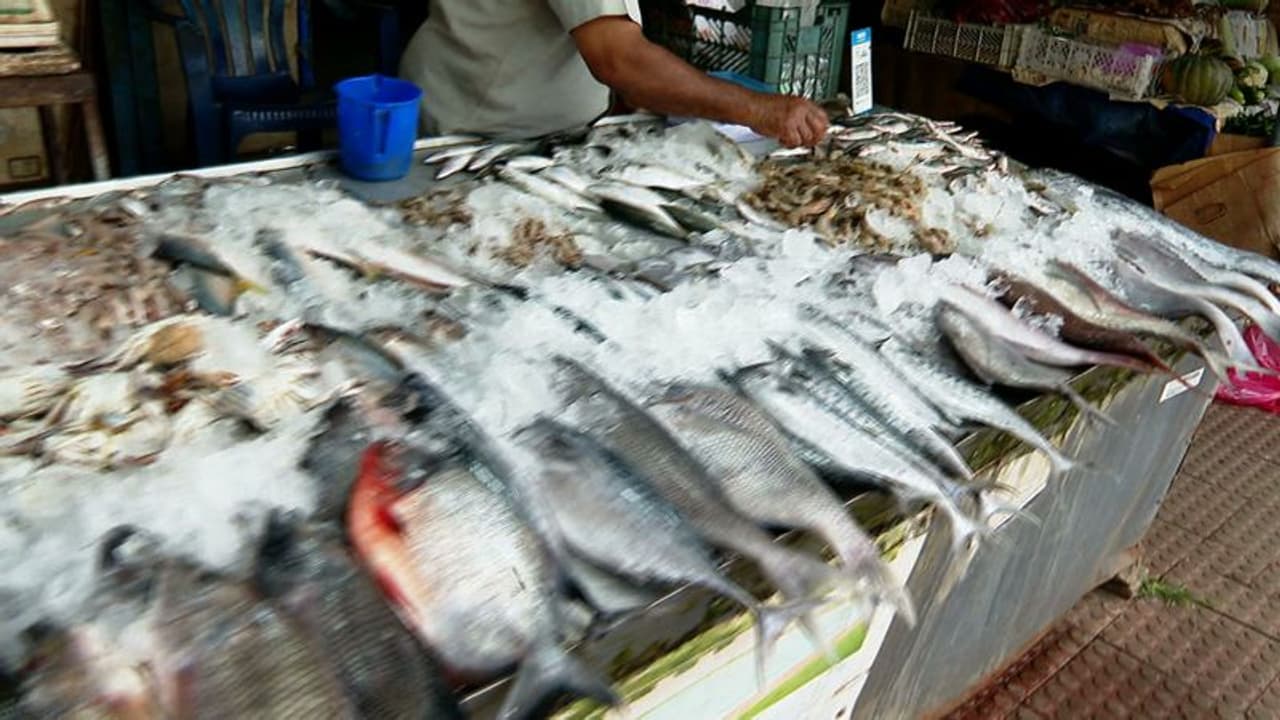 ഏറ്റുമാനൂരിൽ പിടികൂടിയ മീനിൽ രാസപദാര്ത്ഥമില്ലെന്ന് റിപ്പോര്ട്ട്; അട്ടിമറി ആരോപിച്ച് ആരോഗ്യ സമിതി അധ്യക്ഷ ഏറ്റുമാനൂരിൽ പിടികൂടിയ മീനിൽ രാസപദാര്ത്ഥമില്ലെന്ന് റിപ്പോര്ട്ട്; അട്ടിമറി ആരോപിച്ച് ആരോഗ്യ സമിതി അധ്യക്ഷ