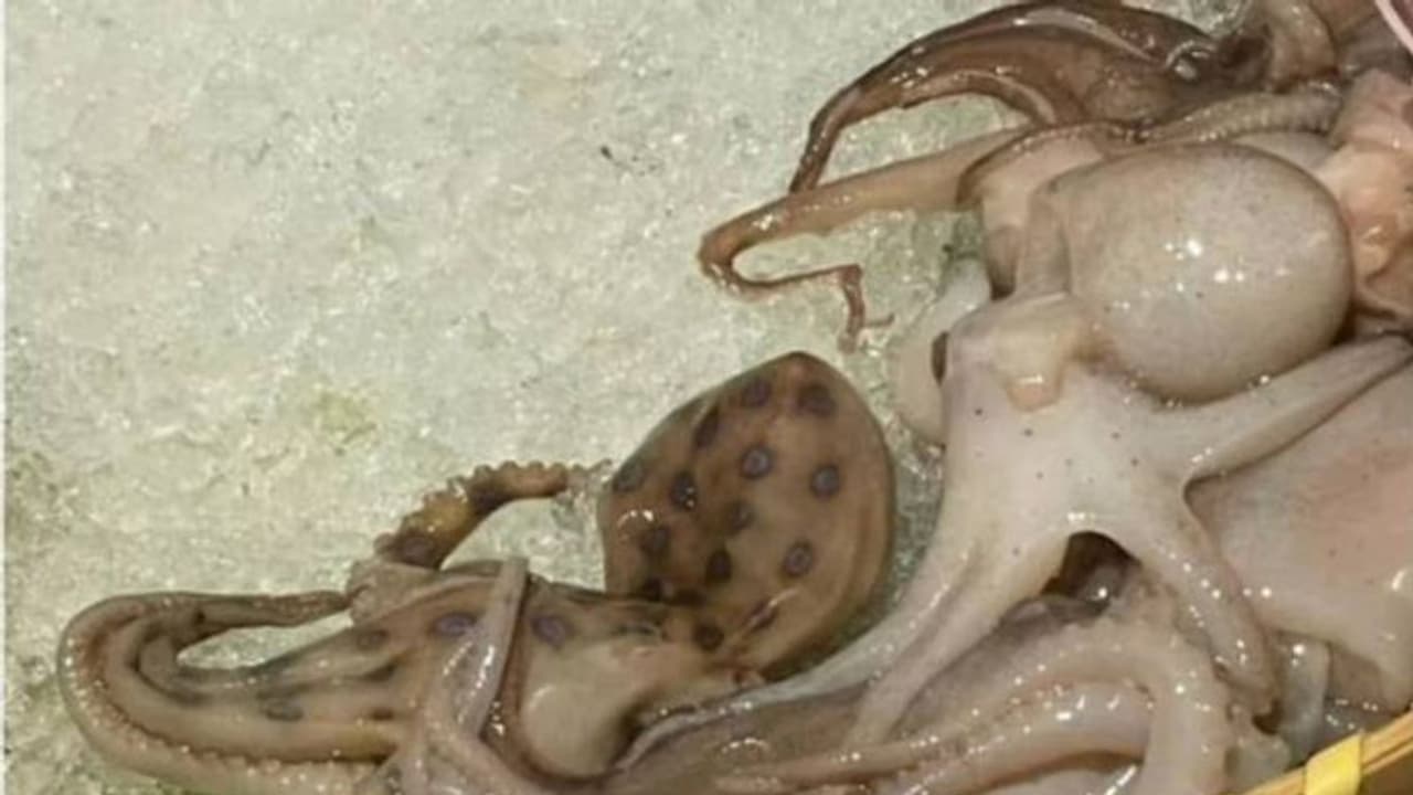 റെസ്റ്റോറന്റിൽ വിളമ്പിയത് ഉഗ്രവിഷമുള്ള നീരാളിയെ; ഭക്ഷണം കഴിക്കാൻ എത്തിയ ആൾ രക്ഷപ്പെട്ടത് തലനാരിഴയ്ക്ക്