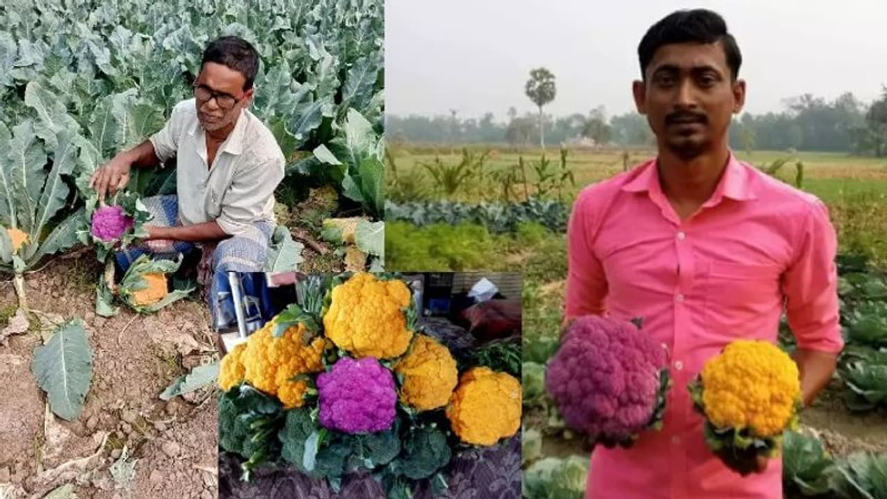 ಬಣ್ಣ ಬಣ್ಣದ ಹೂಕೋಸು ಬೆಳೆದು ಬದುಕ ಹೂವಾಗಿಸಿದ ರೈತ