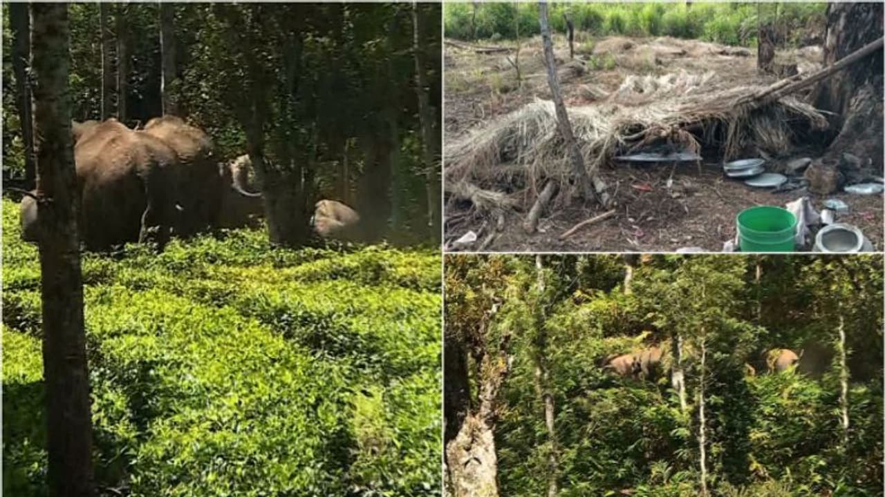 'അരിക്കൊമ്പൻ' വീണ്ടും നാട്ടിലിറങ്ങി, ചിന്നക്കനാല്‍ ആദിവാസി കോളനിയിലെ ഷെഡ് തകര്‍ത്തു, ആശങ്കയില്‍ കോളനിവാസികള്‍