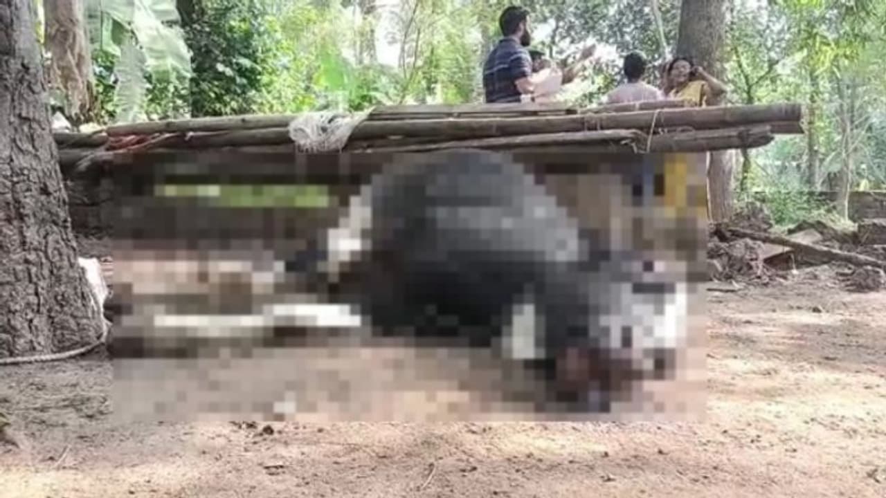 കാലിത്തീറ്റയിൽ നിന്നും ഭക്ഷ്യവിഷബാധ ; കോട്ടയത്ത് അവശനിലയിലായിരുന്ന പശു ചത്തു കാലിത്തീറ്റയിൽ നിന്നും ഭക്ഷ്യവിഷബാധ ; കോട്ടയത്ത് അവശനിലയിലായിരുന്ന പശു ചത്തു