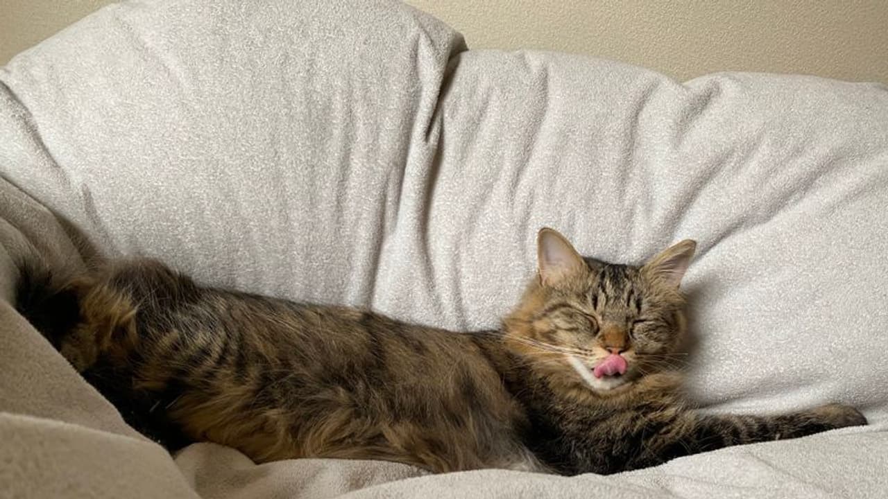 ಬೆಕ್ಕು ಅಪಶಕುನ ಅಂತಾರೆ, ಈ ದಂಪತಿ ಲೈಫಲ್ಲೂ ಮಾರ್ಜಾಲದಿಂದಾಯ್ತು ಡಿವೋರ್ಸ್! ಬೆಕ್ಕು ಅಪಶಕುನ ಅಂತಾರೆ, ಈ ದಂಪತಿ ಲೈಫಲ್ಲೂ ಮಾರ್ಜಾಲದಿಂದಾಯ್ತು ಡಿವೋರ್ಸ್!