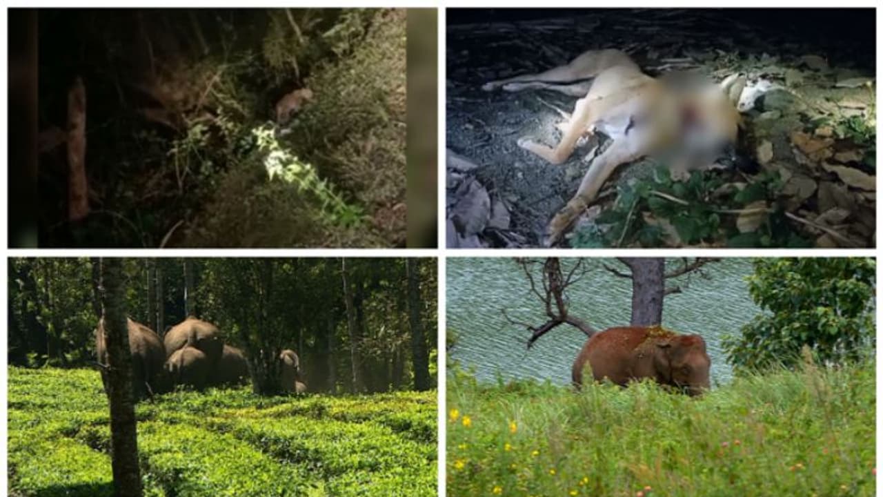 മണ്ണാർക്കാട് വീണ്ടും പുലി? കടുവാ ശല്യത്തിൽ പ്രതിഷേധിച്ച് പൊൻമുടികോട്ടയിൽ റോഡ് ഉപരോധം, കാട്ടാനശല്യത്തിൽ ചർച്ച മണ്ണാർക്കാട് വീണ്ടും പുലി? കടുവാ ശല്യത്തിൽ പ്രതിഷേധിച്ച് പൊൻമുടികോട്ടയിൽ റോഡ് ഉപരോധം, കാട്ടാനശല്യത്തിൽ ചർച്ച