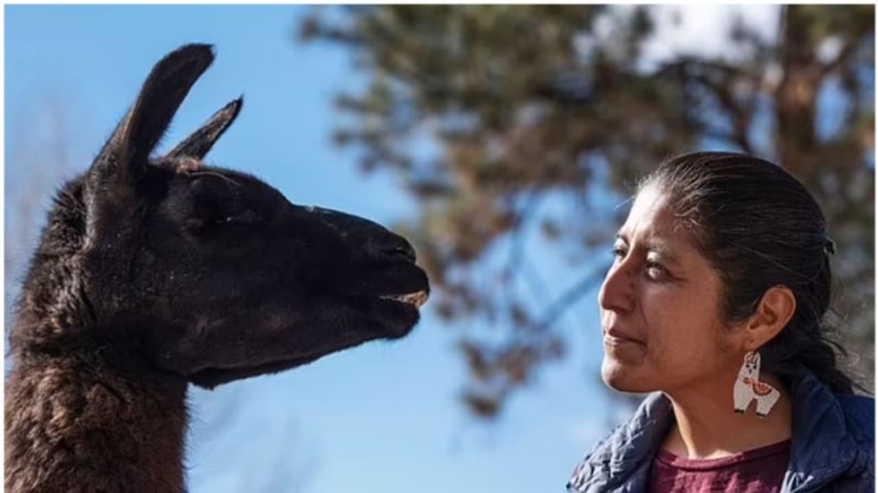 27 ാം ജന്മദിനം ആഘോഷിച്ച് ലോകത്തിലെ ഏറ്റവും പ്രായം കൂടിയ ലാമ !