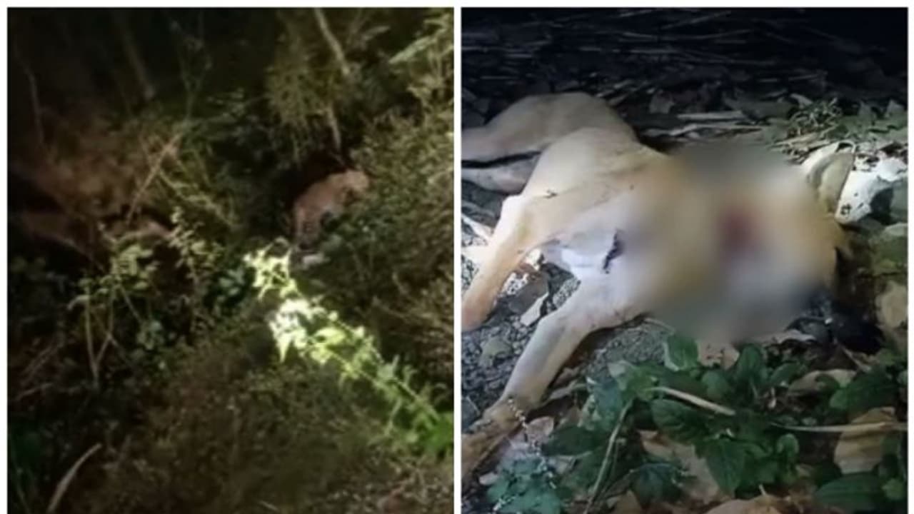 മണ്ണാർക്കാട് തത്തേങ്ങലത്ത് വീണ്ടും പുലി ഇറങ്ങി,സ്ഥിരീകരിച്ച് വനംവകുപ്പ്, വളർത്തുനായയെ കൊന്നു മണ്ണാർക്കാട് തത്തേങ്ങലത്ത് വീണ്ടും പുലി ഇറങ്ങി,സ്ഥിരീകരിച്ച് വനംവകുപ്പ്, വളർത്തുനായയെ കൊന്നു