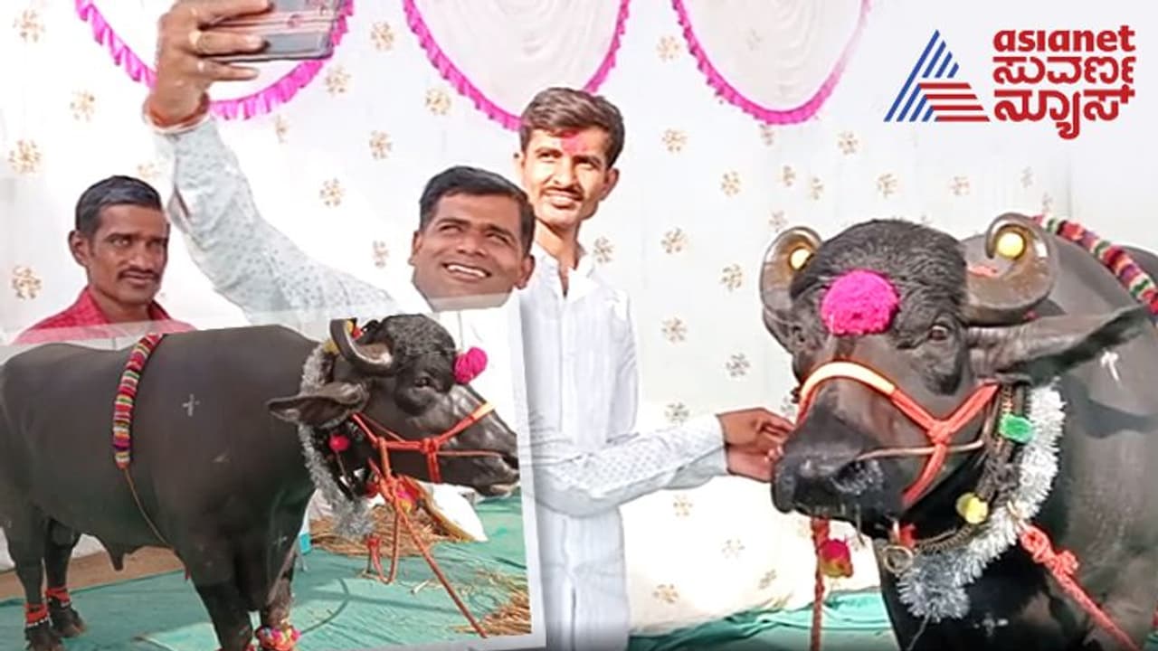 ಮಹಾರಾಷ್ಟ್ರದ ಕೃಷಿ ಮೇಳದಲ್ಲಿ ಮಿರಿಮಿರಿ ಮಿಂಚಿದ ಕರ್ನಾಟಕದ ಕೋಣ...!