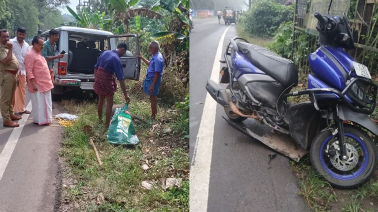 പത്തനംതിട്ടയിൽ കാട്ടുപന്നിയിടിച്ച് സ്കൂട്ടർ മറിഞ്ഞു; യാത്രക്കാരന് പരിക്ക്, പന്നി ചത്തു പത്തനംതിട്ടയിൽ കാട്ടുപന്നിയിടിച്ച് സ്കൂട്ടർ മറിഞ്ഞു; യാത്രക്കാരന് പരിക്ക്, പന്നി ചത്തു