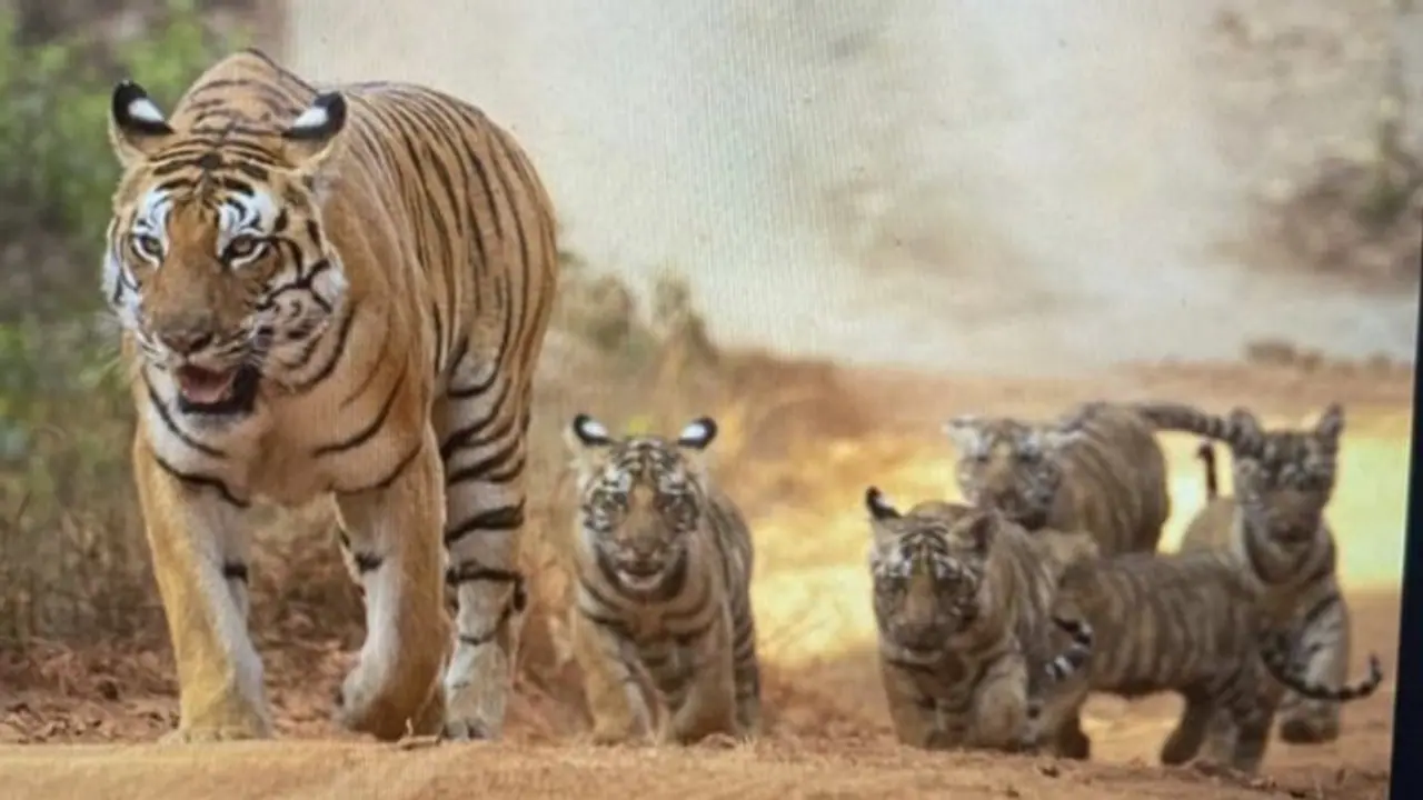 ಹುಲಿ ರಕ್ಷಿತಾರಣ್ಯದಲ್ಲಿ ಝೂ, ಸಫಾರಿ ನಿಷೇಧಕ್ಕೆ ಶಿಫಾರಸು: ರಾಜ್ಯದ ಬಂಡೀಪುರ, ನಾಗರಹೊಳೆ ಸಫಾರಿಗೆ ಕುತ್ತು..?