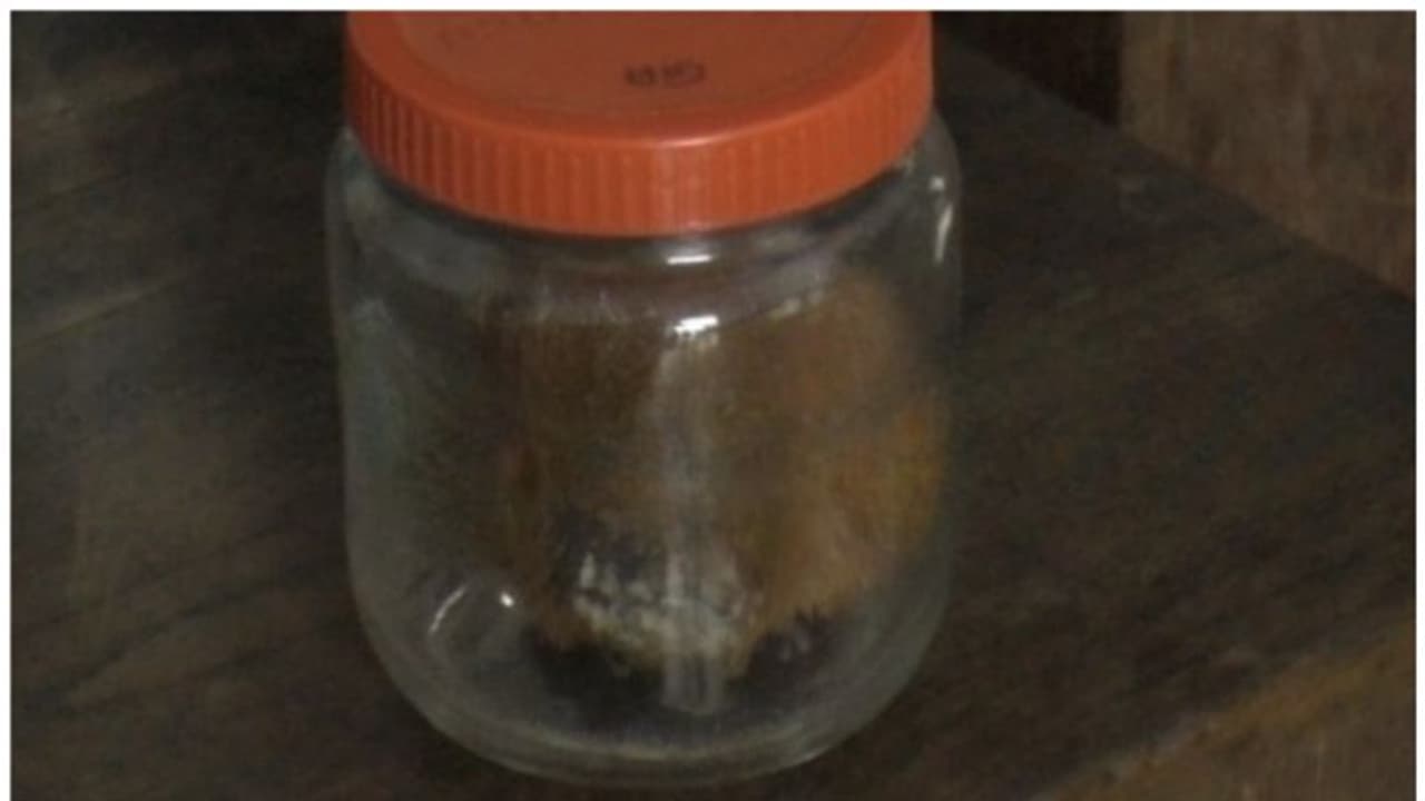 കോടികളുടെ കസ്തൂരിയുമായി രണ്ട് പേർ താമരശേരിയിൽ പിടിയിൽ കോടികളുടെ കസ്തൂരിയുമായി രണ്ട് പേർ താമരശേരിയിൽ പിടിയിൽ