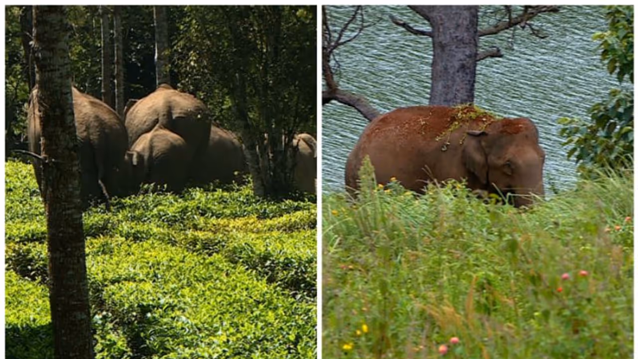 ധോണിയിൽ കാട്ടാന ശല്യം തുടരുന്നു,രാത്രിയിൽ കാട്ടാനക്കൂട്ടം ജനവാസ മേഖലയിൽ,ശാശ്വത പരിഹാരം വേണമെന്നാവശ്യം ധോണിയിൽ കാട്ടാന ശല്യം തുടരുന്നു,രാത്രിയിൽ കാട്ടാനക്കൂട്ടം ജനവാസ മേഖലയിൽ,ശാശ്വത പരിഹാരം വേണമെന്നാവശ്യം