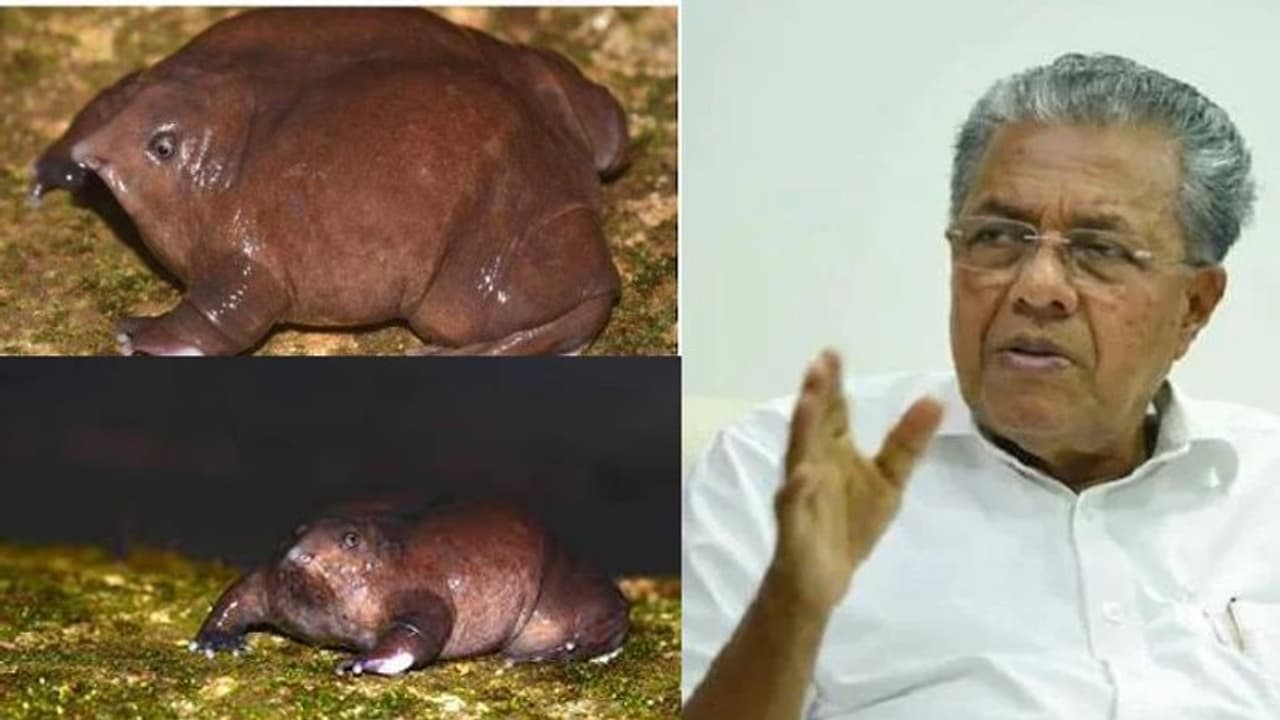 മുഖ്യമന്ത്രി 'നോ പറഞ്ഞ' പാതാള തവള ചെറിയ പുള്ളിയല്ല മുഖ്യമന്ത്രി 'നോ പറഞ്ഞ' പാതാള തവള ചെറിയ പുള്ളിയല്ല