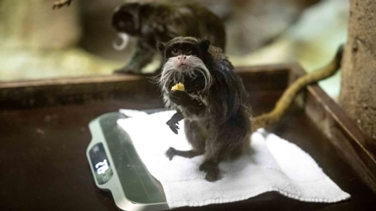 കനത്ത സുരക്ഷയ്ക്കിടെ അപൂര്വ്വയിനം കുരങ്ങുകളെ കാണാതായി; മൃഗശാലയിലെ കൂടുകള് പൊളിച്ച നിലയില്, ആശങ്ക കനത്ത സുരക്ഷയ്ക്കിടെ അപൂര്വ്വയിനം കുരങ്ങുകളെ കാണാതായി; മൃഗശാലയിലെ കൂടുകള് പൊളിച്ച നിലയില്, ആശങ്ക