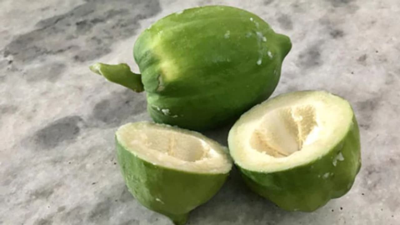 വണ്ണം കുറയ്ക്കാനും പ്രതിരോധശേഷി കൂട്ടാനും; അറിയാം പച്ച പപ്പായയുടെ ആരോഗ്യ ഗുണങ്ങൾ... വണ്ണം കുറയ്ക്കാനും പ്രതിരോധശേഷി കൂട്ടാനും; അറിയാം പച്ച പപ്പായയുടെ ആരോഗ്യ ഗുണങ്ങൾ...