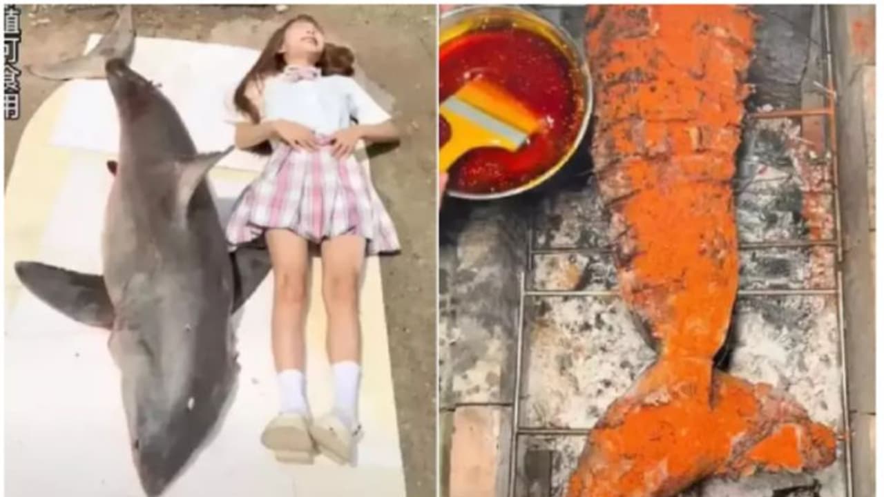 വെള്ള സ്രാവിനെ പാചകം ചെയ്ത് കഴിക്കുന്ന വീഡിയോ പങ്കുവച്ചു; ഫുഡ് ബ്ലോഗർക്ക് 15 ലക്ഷം പിഴ വിധിച്ച് അധികൃതര് വെള്ള സ്രാവിനെ പാചകം ചെയ്ത് കഴിക്കുന്ന വീഡിയോ പങ്കുവച്ചു; ഫുഡ് ബ്ലോഗർക്ക് 15 ലക്ഷം പിഴ വിധിച്ച് അധികൃതര്