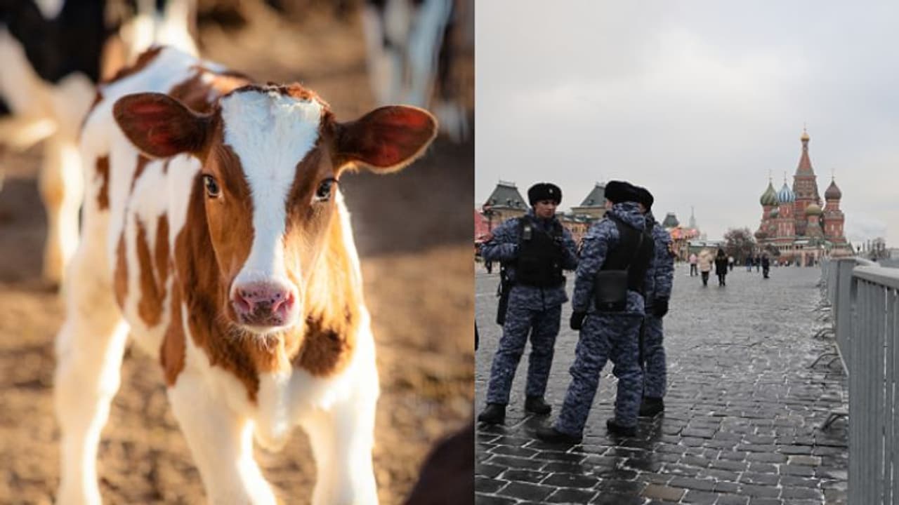 പശുവുമായി നടക്കാനിറങ്ങി, യുവതിക്ക് തടവ് ശിക്ഷയുമായി റഷ്യ