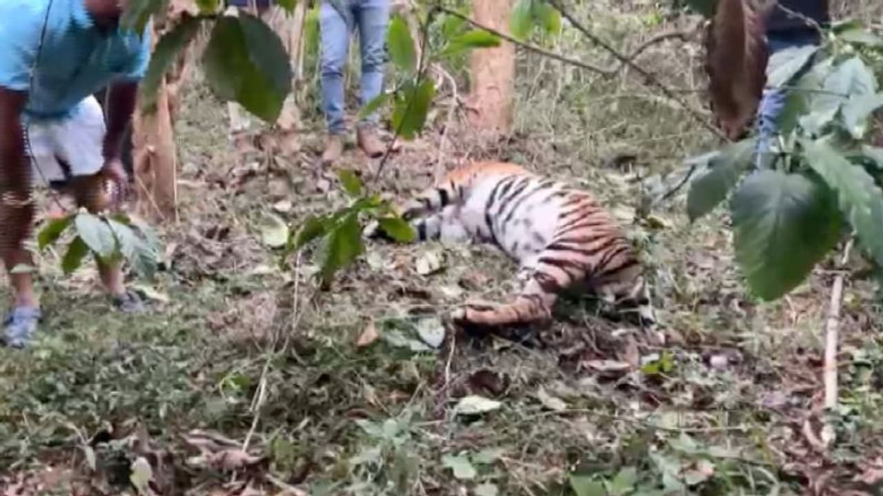 പന്നിക്ക് വച്ച കെണിയില് കുടുങ്ങി കടുവ ചത്തു, കാപ്പി ചെടിയടക്കം കസ്റ്റഡിയില് പന്നിക്ക് വച്ച കെണിയില് കുടുങ്ങി കടുവ ചത്തു, കാപ്പി ചെടിയടക്കം കസ്റ്റഡിയില്
