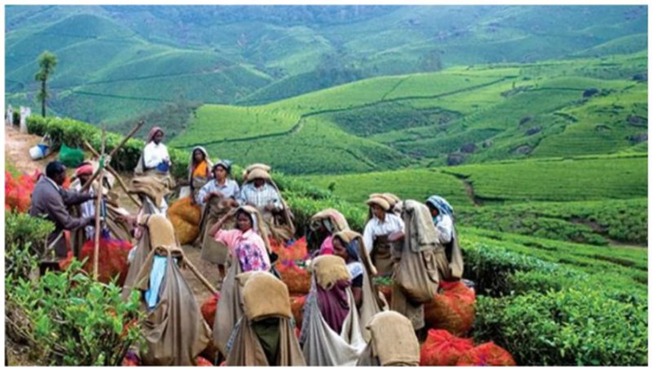 കേന്ദ്രം സൗജന്യ റേഷന് നിര്ത്തലാക്കി, സംസ്ഥാന സർക്കാർ റേഷൻ വെട്ടിക്കുറച്ചു; ദുരിതത്തിലായി തോട്ടം തൊഴിലാളികൾ കേന്ദ്രം സൗജന്യ റേഷന് നിര്ത്തലാക്കി, സംസ്ഥാന സർക്കാർ റേഷൻ വെട്ടിക്കുറച്ചു; ദുരിതത്തിലായി തോട്ടം തൊഴിലാളികൾ