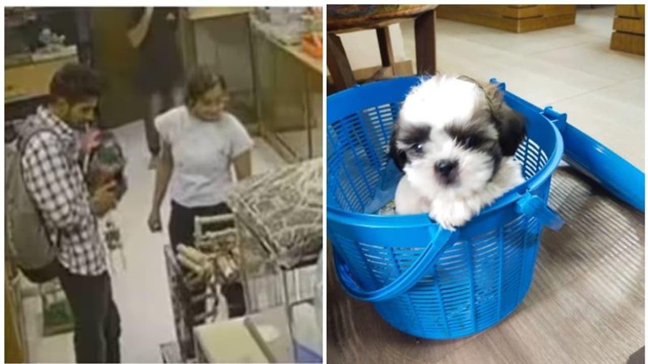 പട്ടിക്കുട്ടിയെ തട്ടിക്കൊണ്ട് പോയ സംഭവം; എൻജിനീയറിംഗ് വിദ്യാർത്ഥികളായ പ്രതികൾക്ക് ജാമ്യം പട്ടിക്കുട്ടിയെ തട്ടിക്കൊണ്ട് പോയ സംഭവം; എൻജിനീയറിംഗ് വിദ്യാർത്ഥികളായ പ്രതികൾക്ക് ജാമ്യം