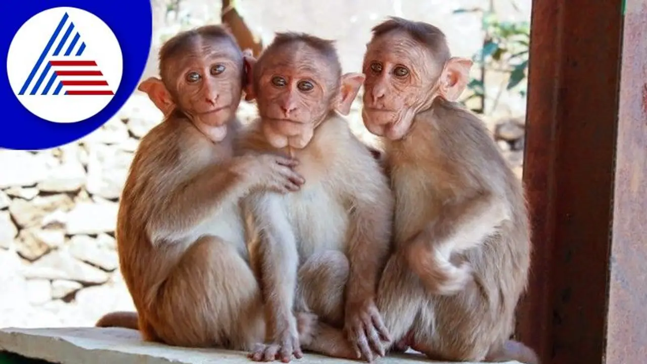 Monkey fever: ಕೆಎಫ್‌ಡಿ ಸೋಂಕಿತ ವ್ಯಕ್ತಿ ಆಸ್ಪತ್ರೆಗೆ ದಾಖಲು: ಮಲೆನಾಡಲ್ಲಿ ಆತಂಕ