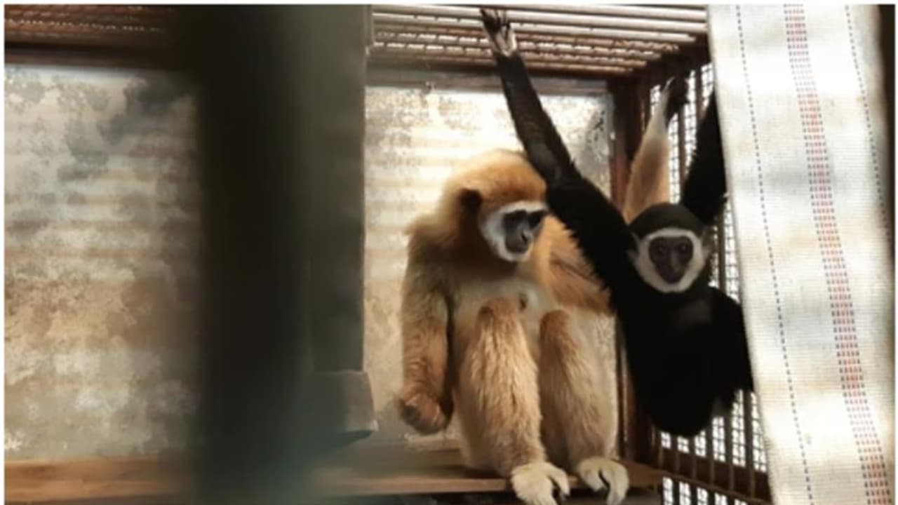 രണ്ട് വര്ഷത്തെ ഏകാന്തവാസം; എന്നിട്ടും മോമോ പ്രസവിച്ചു; ഒടുവില് അച്ഛനെ കണ്ടെത്തിയെന്ന് മൃഗശാല! രണ്ട് വര്ഷത്തെ ഏകാന്തവാസം; എന്നിട്ടും മോമോ പ്രസവിച്ചു; ഒടുവില് അച്ഛനെ കണ്ടെത്തിയെന്ന് മൃഗശാല!