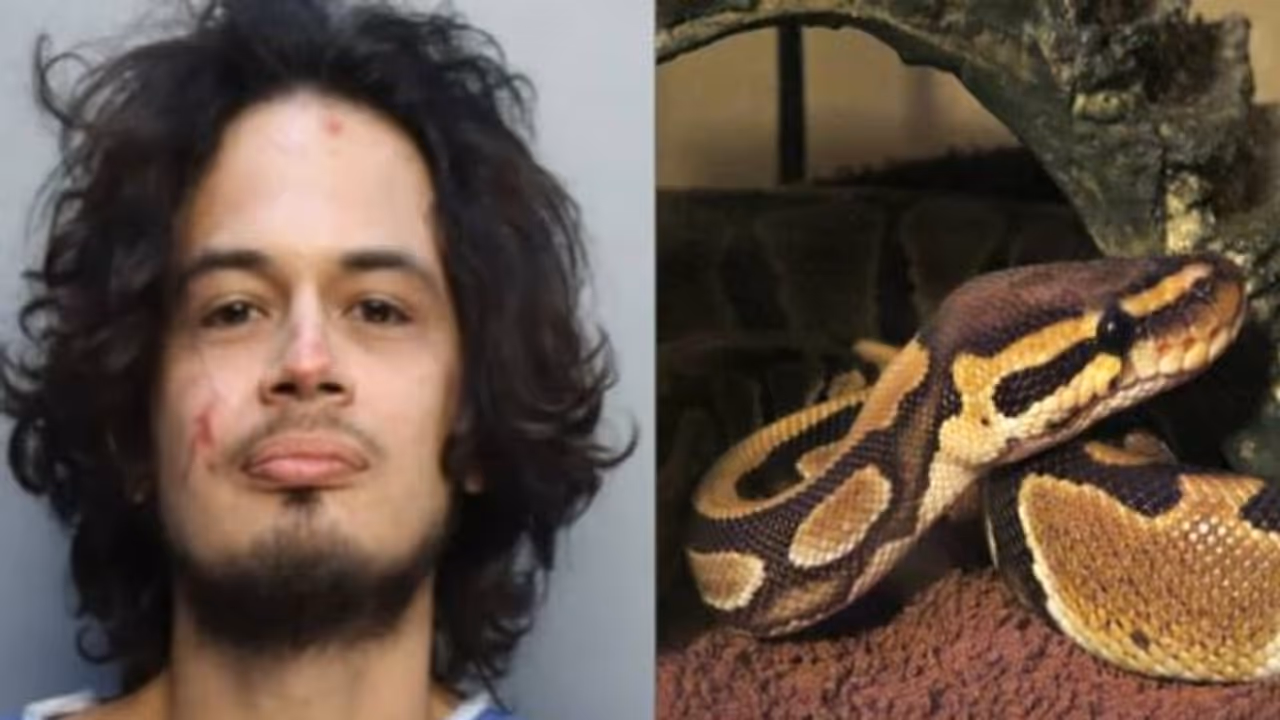 പങ്കാളിയുമായി വഴക്ക്, അക്രമം, ഇടയിൽ 'പെറ്റാ'യ പെരുമ്പാമ്പിന്റെ തല കടിച്ചുപറിച്ച് യുവാവ്