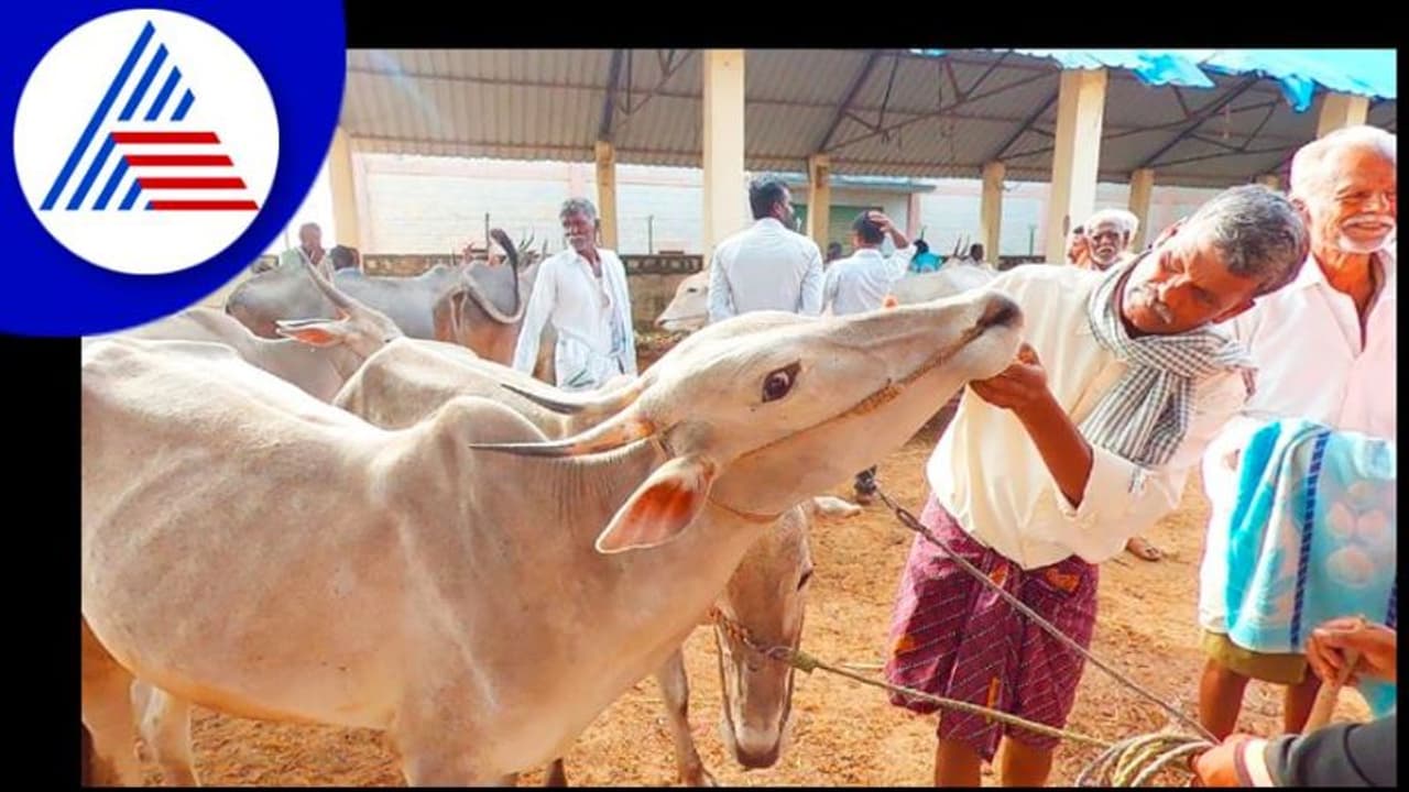 Haveri News: 5 ತಿಂಗಳ ಬಳಿಕ ಜಾನುವಾರು ಸಂತೆ ಆರಂಭ, ರೈತರಲ್ಲಿ ಸಂತಸ Haveri News: 5 ತಿಂಗಳ ಬಳಿಕ ಜಾನುವಾರು ಸಂತೆ ಆರಂಭ, ರೈತರಲ್ಲಿ ಸಂತಸ