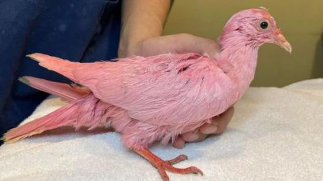 'ജന്ഡര് റിവീല്' പാര്ട്ടിക്കായി പ്രാവിനോട് ക്രൂരത, പിങ്ക് നിറത്തില് മരണത്തെ മുഖാമുഖം കണ്ട് മിണ്ടാപ്രാണി 'ജന്ഡര് റിവീല്' പാര്ട്ടിക്കായി പ്രാവിനോട് ക്രൂരത, പിങ്ക് നിറത്തില് മരണത്തെ മുഖാമുഖം കണ്ട് മിണ്ടാപ്രാണി