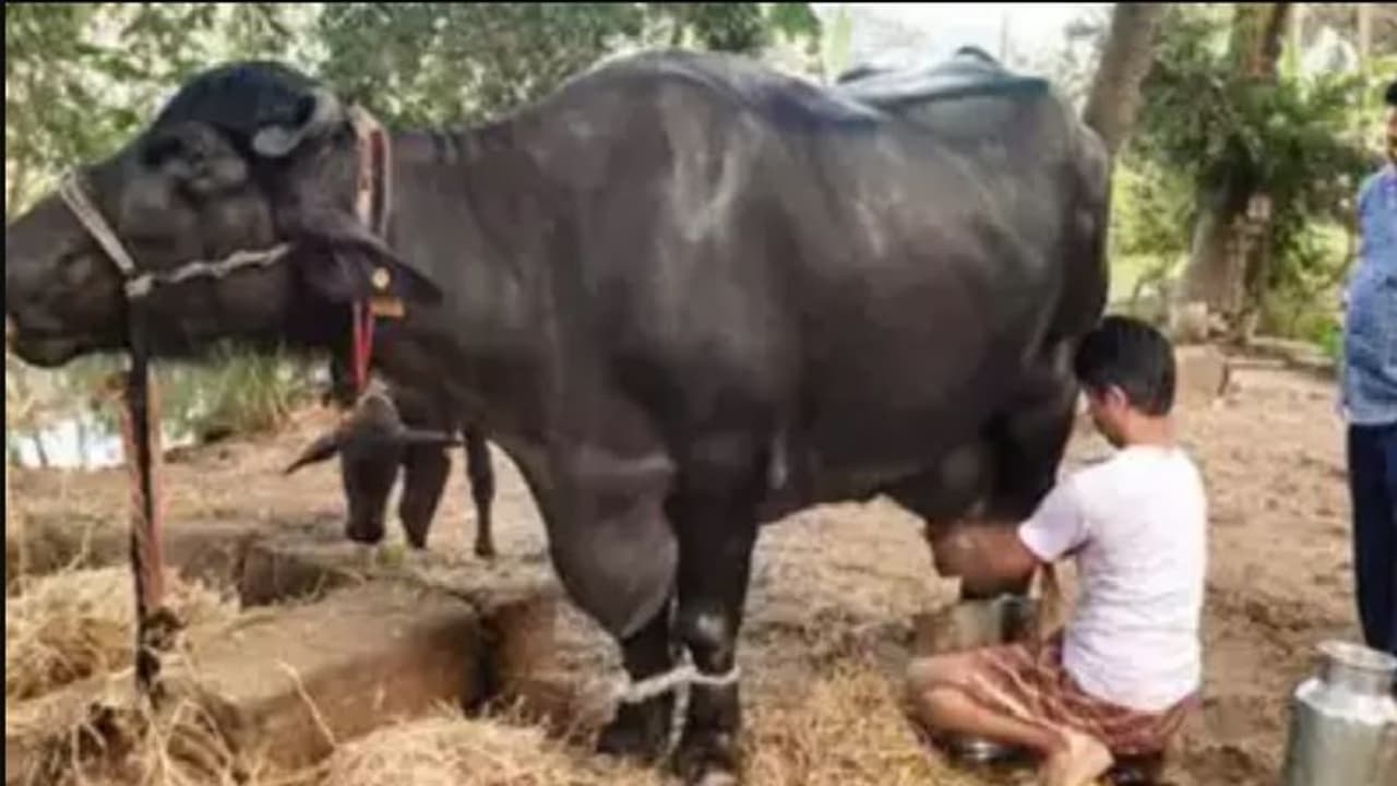 ಎಮ್ಮೆ ನಿನಗೆ ಸಾಟಿಯಿಲ್ಲ : ದಾಖಲೆ ಬರೆದ ಆಂಧ್ರಪ್ರದೇಶದ ಎಮ್ಮೆ...! ಎಮ್ಮೆ ನಿನಗೆ ಸಾಟಿಯಿಲ್ಲ : ದಾಖಲೆ ಬರೆದ ಆಂಧ್ರಪ್ರದೇಶದ ಎಮ್ಮೆ...!