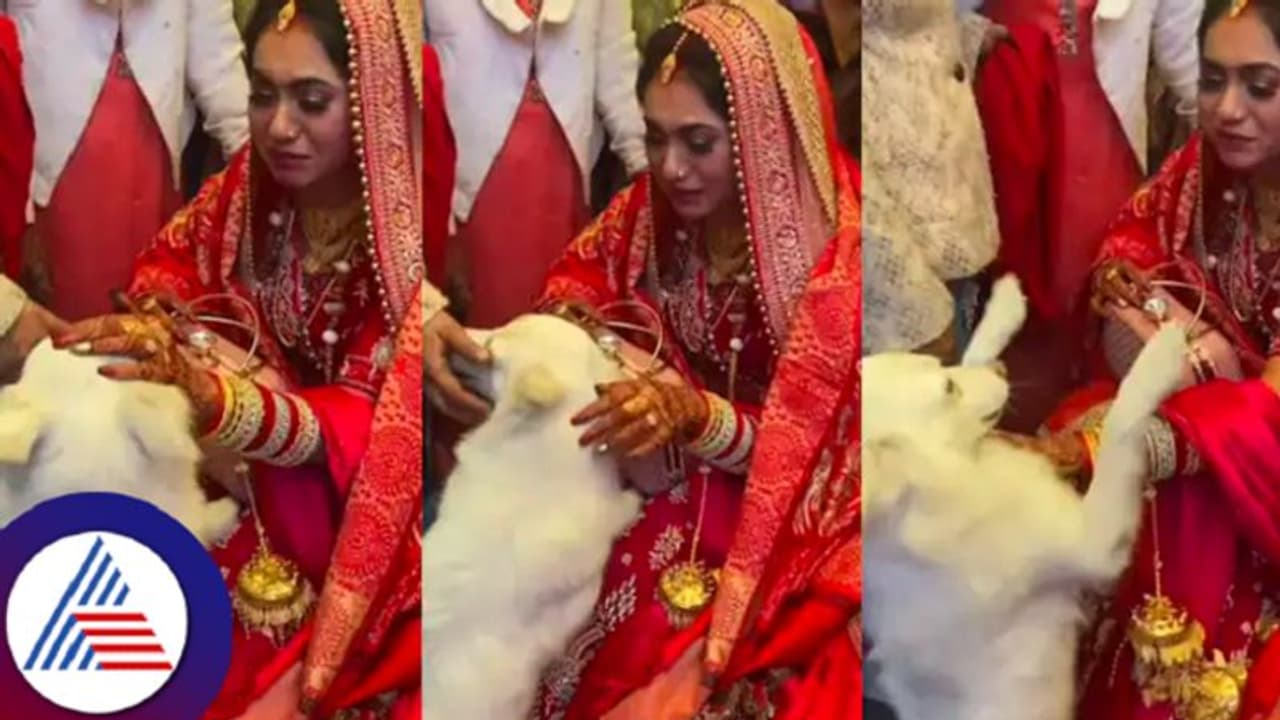 Viral video: ನನ್ ಬಿಟ್ ಹೋಗ್ಬೇಡ..ವಧು ಮನೆ ಬಿಟ್ಟು ಹೋಗದಂತೆ ತಡೆದು ನಿಲ್ಲಿಸೋ ಶ್ವಾನ Viral video: ನನ್ ಬಿಟ್ ಹೋಗ್ಬೇಡ..ವಧು ಮನೆ ಬಿಟ್ಟು ಹೋಗದಂತೆ ತಡೆದು ನಿಲ್ಲಿಸೋ ಶ್ವಾನ