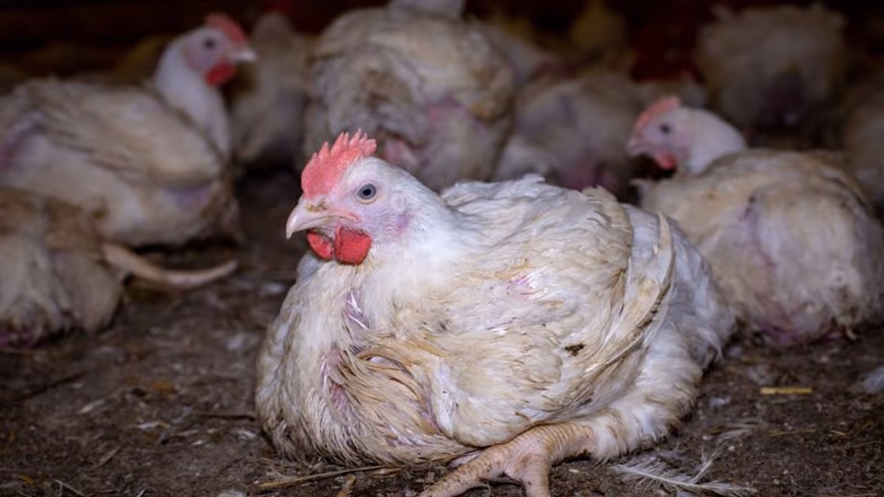 Chicken: 20 రోజుల్లో భారీగా పడిపోయిన చికెన్ ధరలు.. ఎందుకో తెలుసా? Chicken: 20 రోజుల్లో భారీగా పడిపోయిన చికెన్ ధరలు.. ఎందుకో తెలుసా?