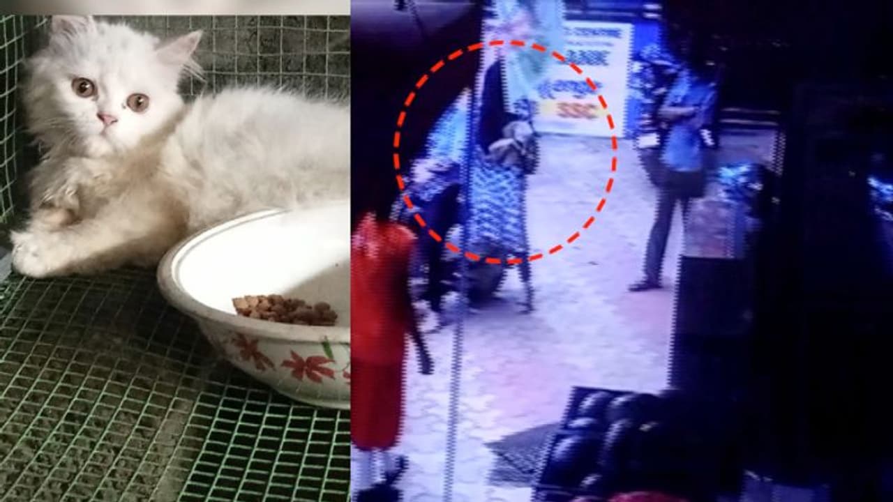 മണ്ണാർക്കാട് കടയിൽ നിന്ന് പുറത്തേക്കിറങ്ങിയ പൂച്ചയെ യുവതി മോഷ്ടിച്ചു, സിസിടിവി ദൃശ്യം സഹിതം ഉടമയുടെ പരാതി മണ്ണാർക്കാട് കടയിൽ നിന്ന് പുറത്തേക്കിറങ്ങിയ പൂച്ചയെ യുവതി മോഷ്ടിച്ചു, സിസിടിവി ദൃശ്യം സഹിതം ഉടമയുടെ പരാതി