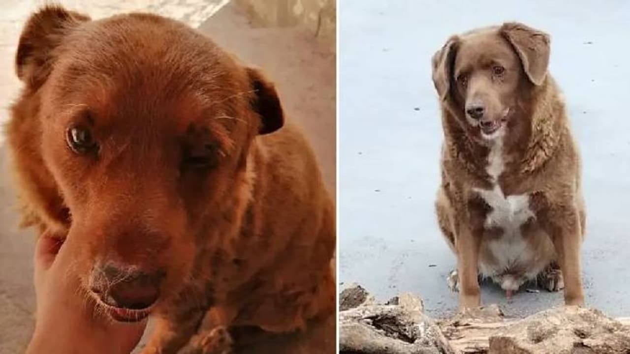 ലോകത്തിലെ ഏറ്റവും പ്രായം കൂടിയ നായ, വയസ് 30, അമ്പരപ്പിക്കുന്ന അതിജീവനത്തിന്റെ കഥ ലോകത്തിലെ ഏറ്റവും പ്രായം കൂടിയ നായ, വയസ് 30, അമ്പരപ്പിക്കുന്ന അതിജീവനത്തിന്റെ കഥ