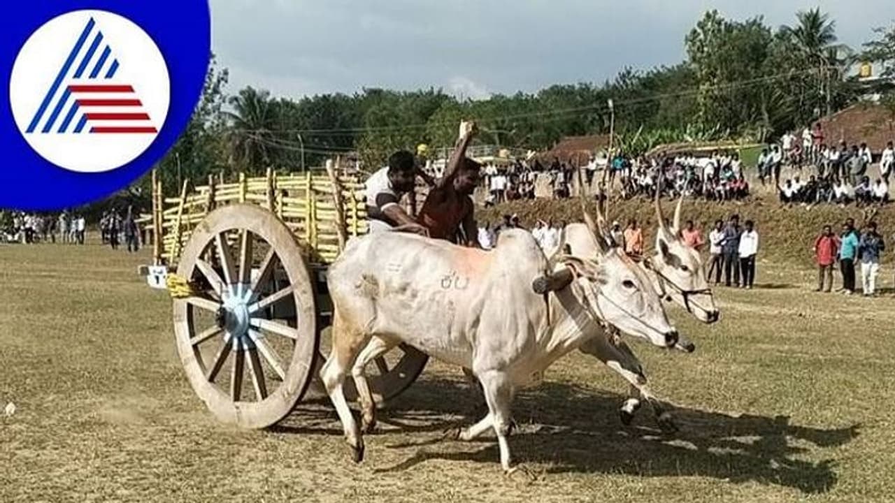 ಬೆಳಗಾವಿ: ನಿರ್ಬಂಧದ ನಡುವೆಯೂ ಉಳವಿ, ಯಲ್ಲಮ್ಮನಗುಡ್ಡಕ್ಕೆ ಚಕ್ಕಡಿ ಯಾತ್ರೆ..!