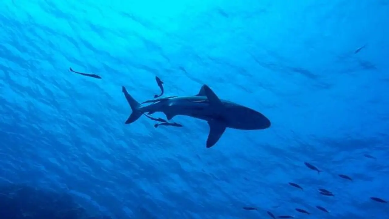 Viral Video: Russian tourist killed in rare shark attack off Egypt's Red Sea resort (WATCH)