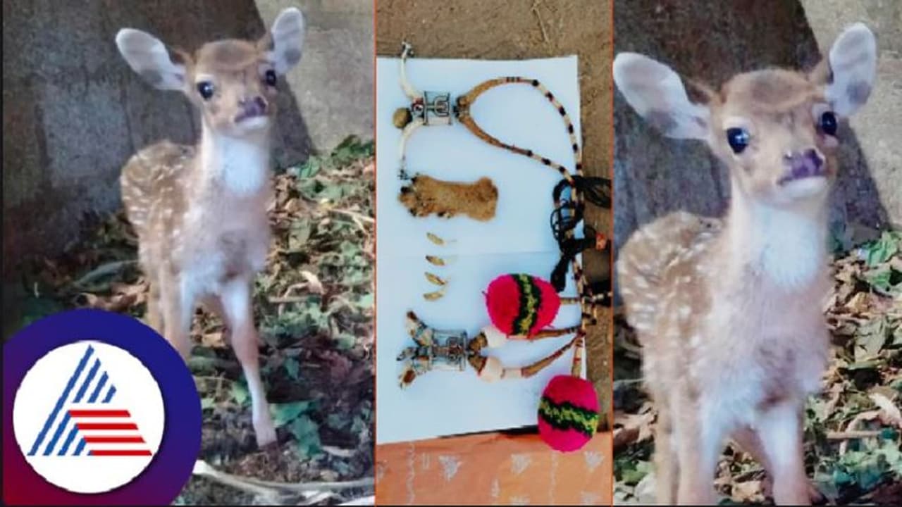 Wildlife: ಜಿಂಕೆ ಮರಿಸಾಕಲು ಹೋಗಿ ಪೇಚಿಗೆ ಸಿಲುಕಿದ ಕಾಫಿ ಎಸ್ಟೇಟ್ ಮಾಲೀಕ! Wildlife: ಜಿಂಕೆ ಮರಿಸಾಕಲು ಹೋಗಿ ಪೇಚಿಗೆ ಸಿಲುಕಿದ ಕಾಫಿ ಎಸ್ಟೇಟ್ ಮಾಲೀಕ!