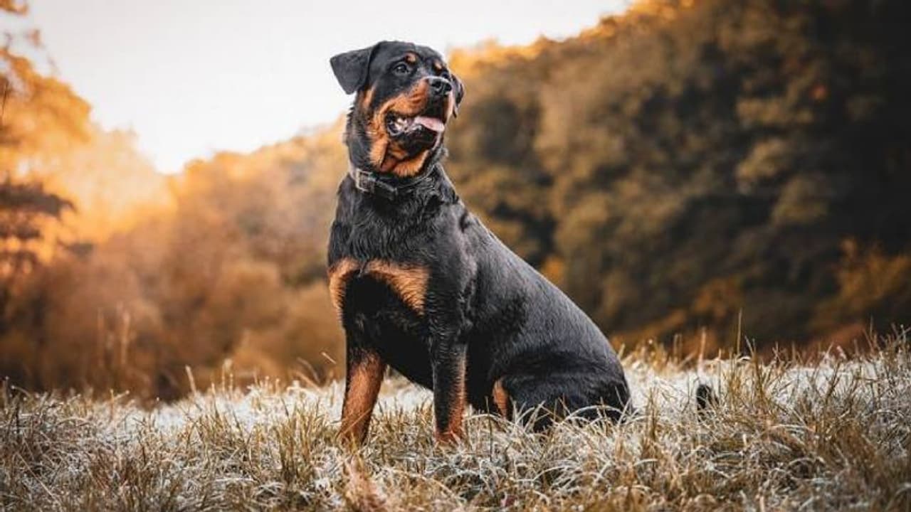 ബന്ധുവിനെ 13 വർഷം മുമ്പ് റോട്ട്വീലർ കടിച്ച് പരിക്കേൽപ്പിച്ചു, ഉടമയ്ക്ക് മൂന്നുമാസം തടവ് ബന്ധുവിനെ 13 വർഷം മുമ്പ് റോട്ട്വീലർ കടിച്ച് പരിക്കേൽപ്പിച്ചു, ഉടമയ്ക്ക് മൂന്നുമാസം തടവ്