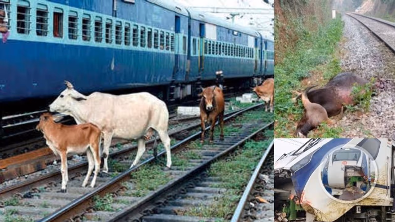 ರೈಲು ಸಂಚಾರಕ್ಕೆ ಅಡ್ಡ ಬಂದ 1 ಲಕ್ಷ ದನಗಳು: ರೈಲು ಸಮಯದಲ್ಲಿ ವ್ಯತ್ಯಯ
