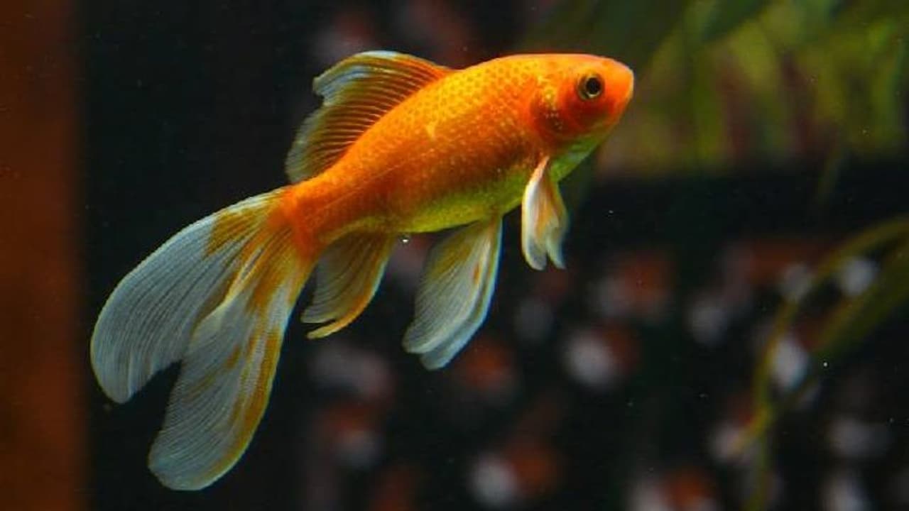 ഗോൾഡ് ഫിഷിനും വാടക? 16,489 രൂപ നൽകണം എന്ന് വീട്ടുടമ, അന്തംവിട്ട് യുവതി ഗോൾഡ് ഫിഷിനും വാടക? 16,489 രൂപ നൽകണം എന്ന് വീട്ടുടമ, അന്തംവിട്ട് യുവതി