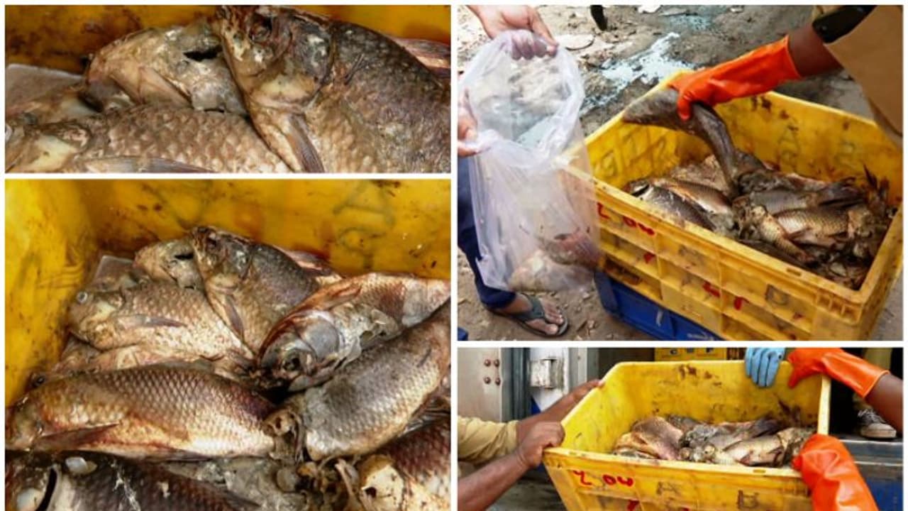 എറണാകുളത്ത് രണ്ട് കണ്ടെയ്നർ പഴകിയ മീൻ പിടികൂടി 