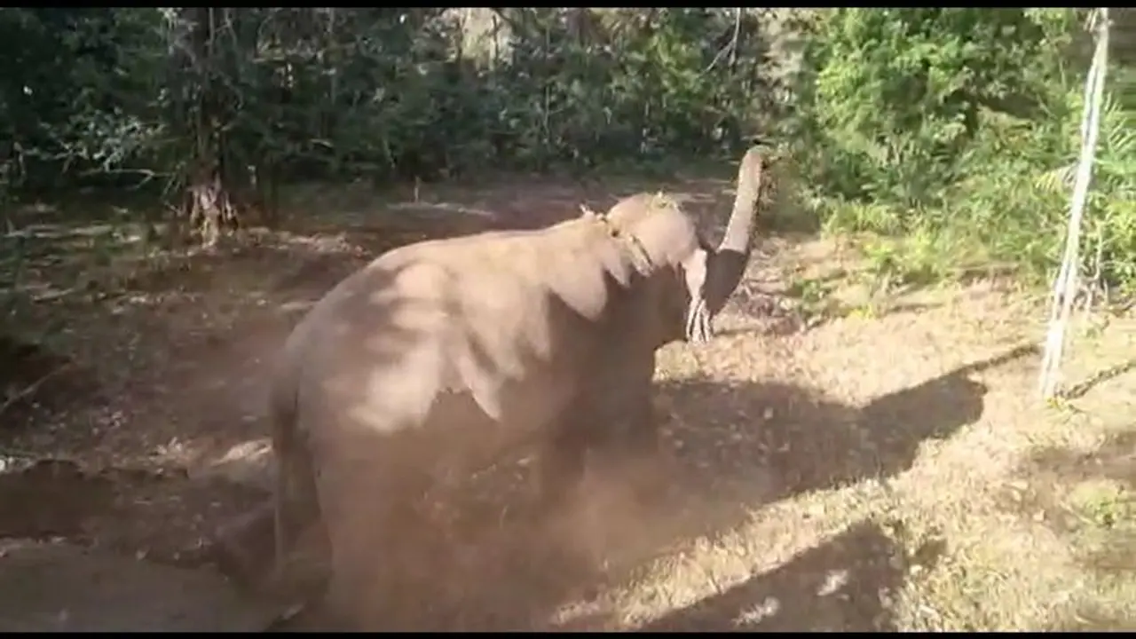 கூடலூரில் காட்டு யானை தாக்கி முதியவர் படுகாயம்