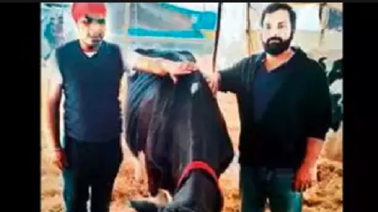 24 ಗಂಟೆಯಲ್ಲಿ 72 ಕೆಜಿ ಹಾಲು: ದಾಖಲೆ ಬರೆದ ಹೆಚ್ಎಫ್ ತಳಿಯ ಹಸು 24 ಗಂಟೆಯಲ್ಲಿ 72 ಕೆಜಿ ಹಾಲು: ದಾಖಲೆ ಬರೆದ ಹೆಚ್ಎಫ್ ತಳಿಯ ಹಸು