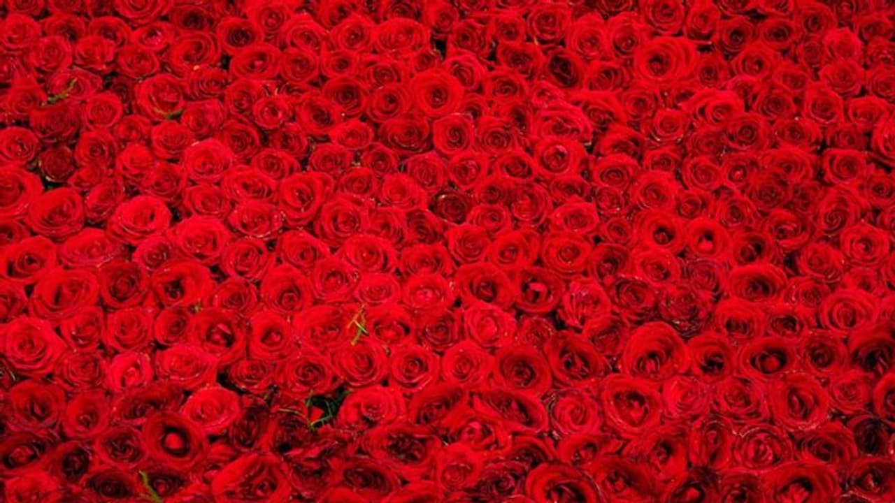 ಪ್ರೇಮಿಗಳ ದಿನದ ಪ್ರಯುಕ್ತ ಬೆಂಗಳೂರು ಏರ್ಪೋರ್ಟ್ನಿಂದ 44 ಮಿಲಿಯನ್ ಗುಲಾಬಿ ರಫ್ತು: ದಾಖಲೆ ನಿರ್ಮಾಣ ಪ್ರೇಮಿಗಳ ದಿನದ ಪ್ರಯುಕ್ತ ಬೆಂಗಳೂರು ಏರ್ಪೋರ್ಟ್ನಿಂದ 44 ಮಿಲಿಯನ್ ಗುಲಾಬಿ ರಫ್ತು: ದಾಖಲೆ ನಿರ್ಮಾಣ