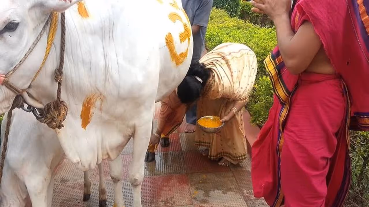 கள்ளகுறிச்சியில் 48 சீர்வரிசைகளுடன் கோவில் பசுவுக்கு வளைகாப்பு கொண்டாடிய பக்தர்கள் கள்ளகுறிச்சியில் 48 சீர்வரிசைகளுடன் கோவில் பசுவுக்கு வளைகாப்பு கொண்டாடிய பக்தர்கள்