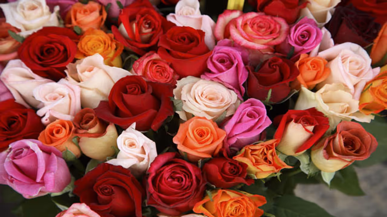 shocking facts about roses hindi valentines week first day