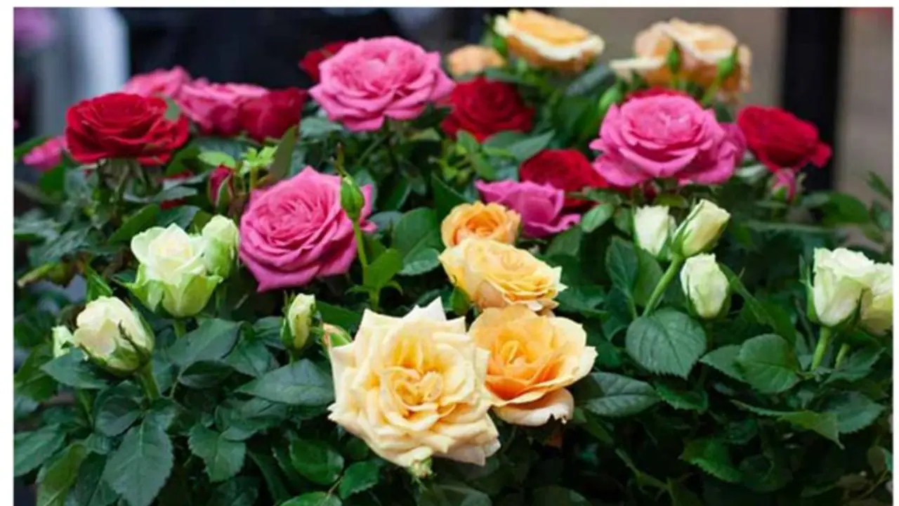 Happy Rose Day 2024 wishes, romantic messages, Facebook/WhatsApp status to share