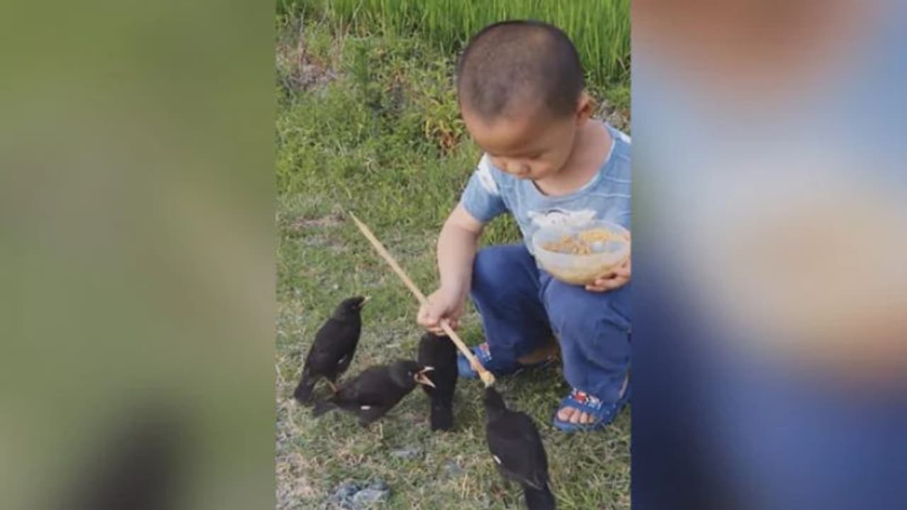 പക്ഷികള്ക്ക് ഭക്ഷണം നല്കുന്ന കുരുന്ന്; ഹൃദ്യമായ വീഡിയോ പക്ഷികള്ക്ക് ഭക്ഷണം നല്കുന്ന കുരുന്ന്; ഹൃദ്യമായ വീഡിയോ