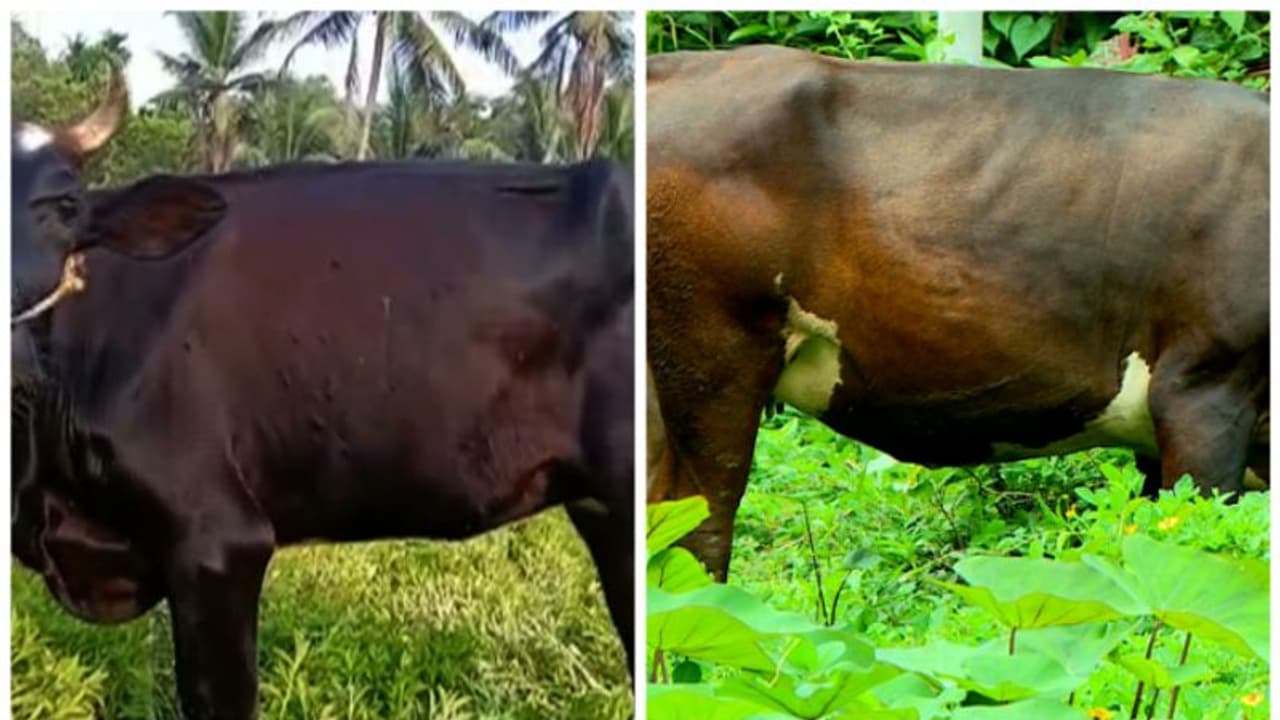 ചർമ്മമുഴ രോഗം വ്യാപകമാകുന്നു : നിരവധി പശുക്കള് ചത്തു, ക്ഷീര കർഷകർ പ്രതിസന്ധിയിൽ ചർമ്മമുഴ രോഗം വ്യാപകമാകുന്നു : നിരവധി പശുക്കള് ചത്തു, ക്ഷീര കർഷകർ പ്രതിസന്ധിയിൽ