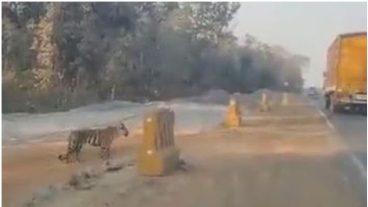 തിരക്കേറിയ ഹൈവെ കടക്കാന്, വാഹനങ്ങള് പോകുന്നത് വരെ കാത്ത് നില്ക്കുന്ന കടുവ; അതിശയിപ്പിക്കുന്ന വീഡിയോ! തിരക്കേറിയ ഹൈവെ കടക്കാന്, വാഹനങ്ങള് പോകുന്നത് വരെ കാത്ത് നില്ക്കുന്ന കടുവ; അതിശയിപ്പിക്കുന്ന വീഡിയോ!