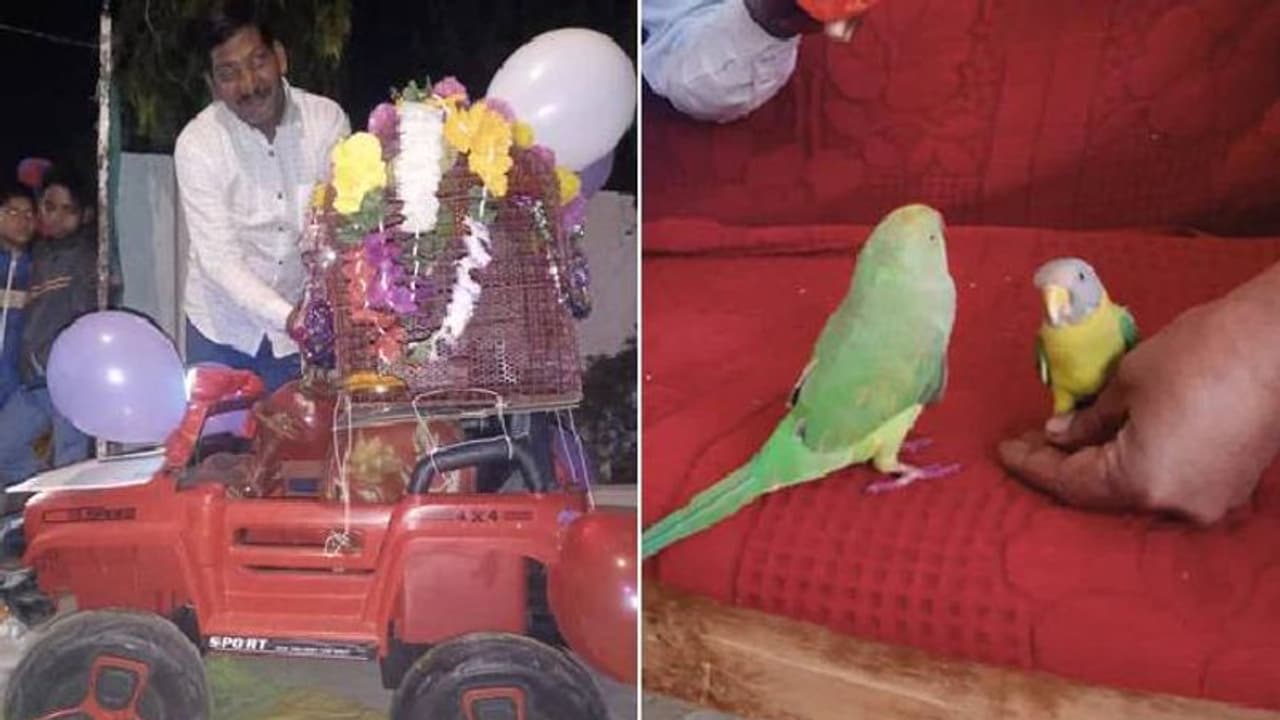 മധ്യപ്രദേശിൽ മൈനക്കും തത്തയ്ക്കും കല്യാണം, പിന്നാലെ ഘോഷയാത്ര...