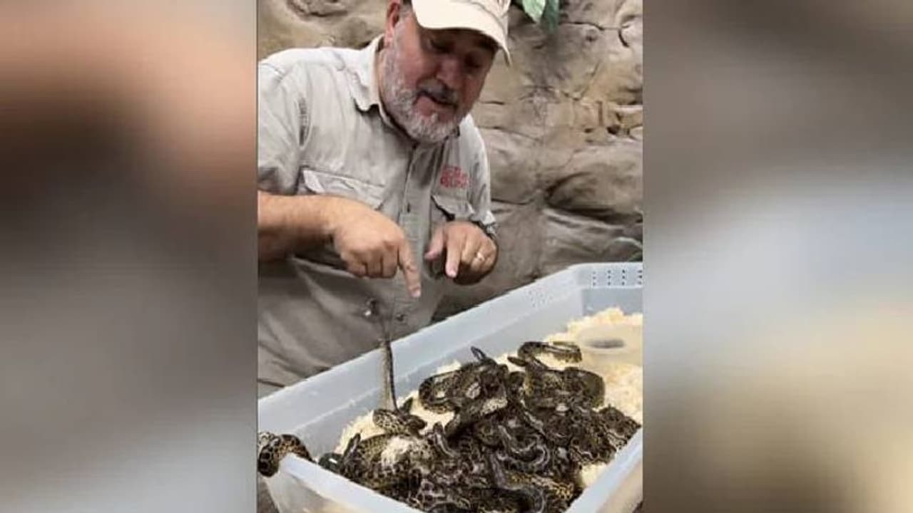 അനക്കോണ്ട കുഞ്ഞുങ്ങൾക്കൊപ്പം കളിക്കുന്ന മൃഗശാല ജീവനക്കാരൻ; വീഡിയോ വൈറലാകുന്നു അനക്കോണ്ട കുഞ്ഞുങ്ങൾക്കൊപ്പം കളിക്കുന്ന മൃഗശാല ജീവനക്കാരൻ; വീഡിയോ വൈറലാകുന്നു